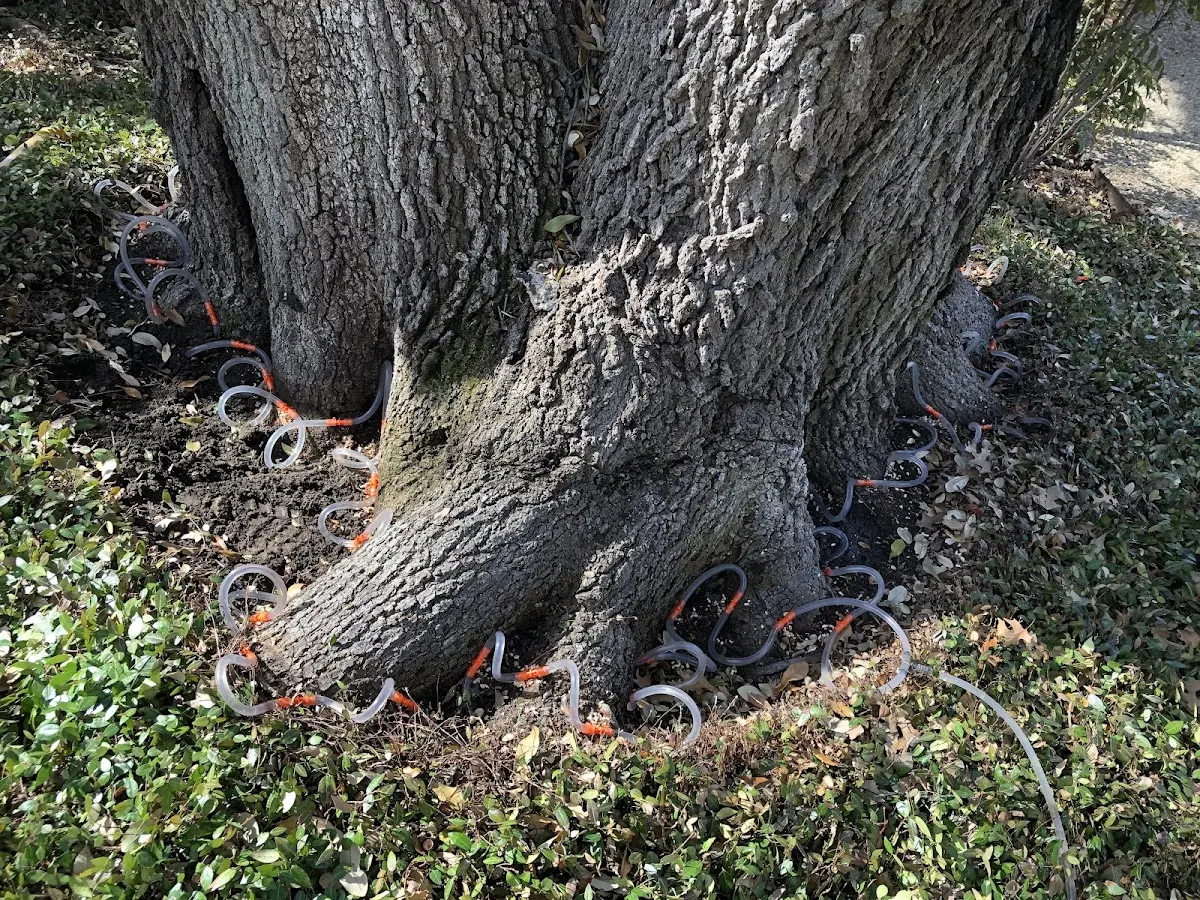 Detailed Tree Cabling and Bracing job site in New Underwood