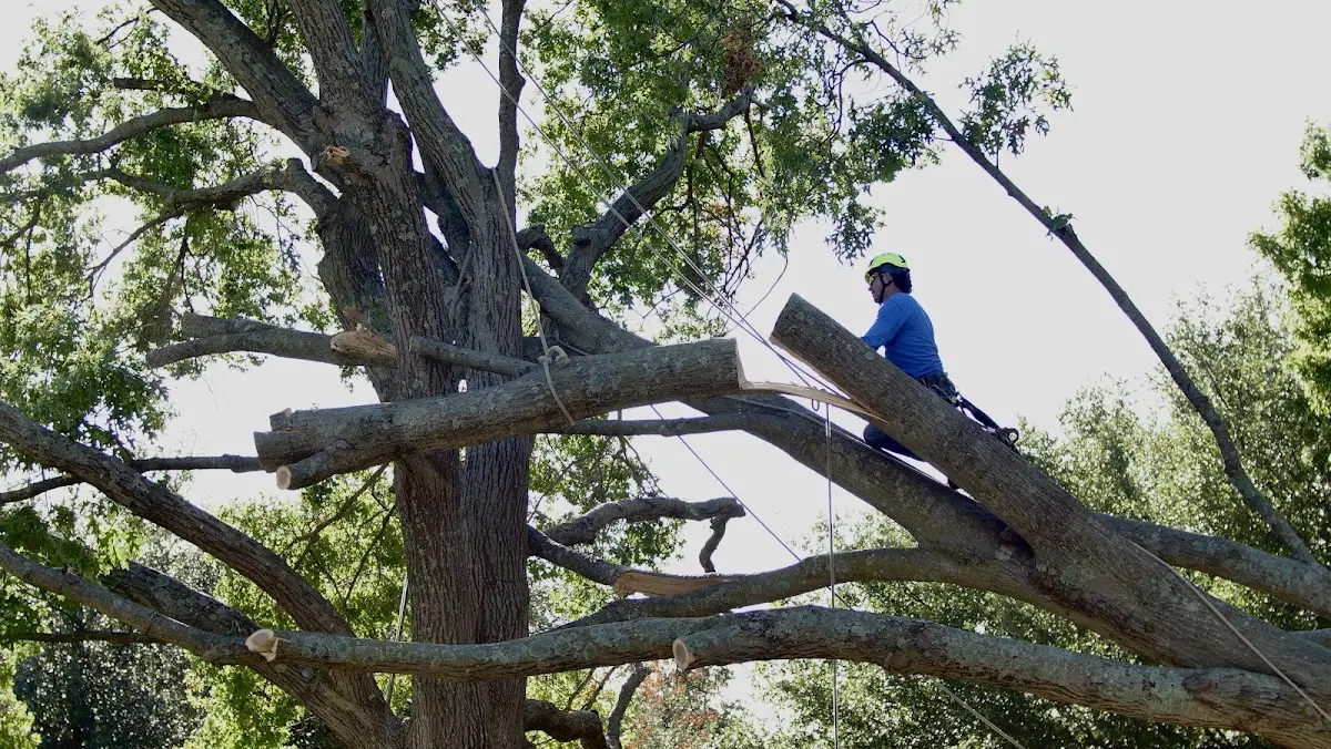 Professional Hazardous Tree Removal performed by certified arborists in New Underwood