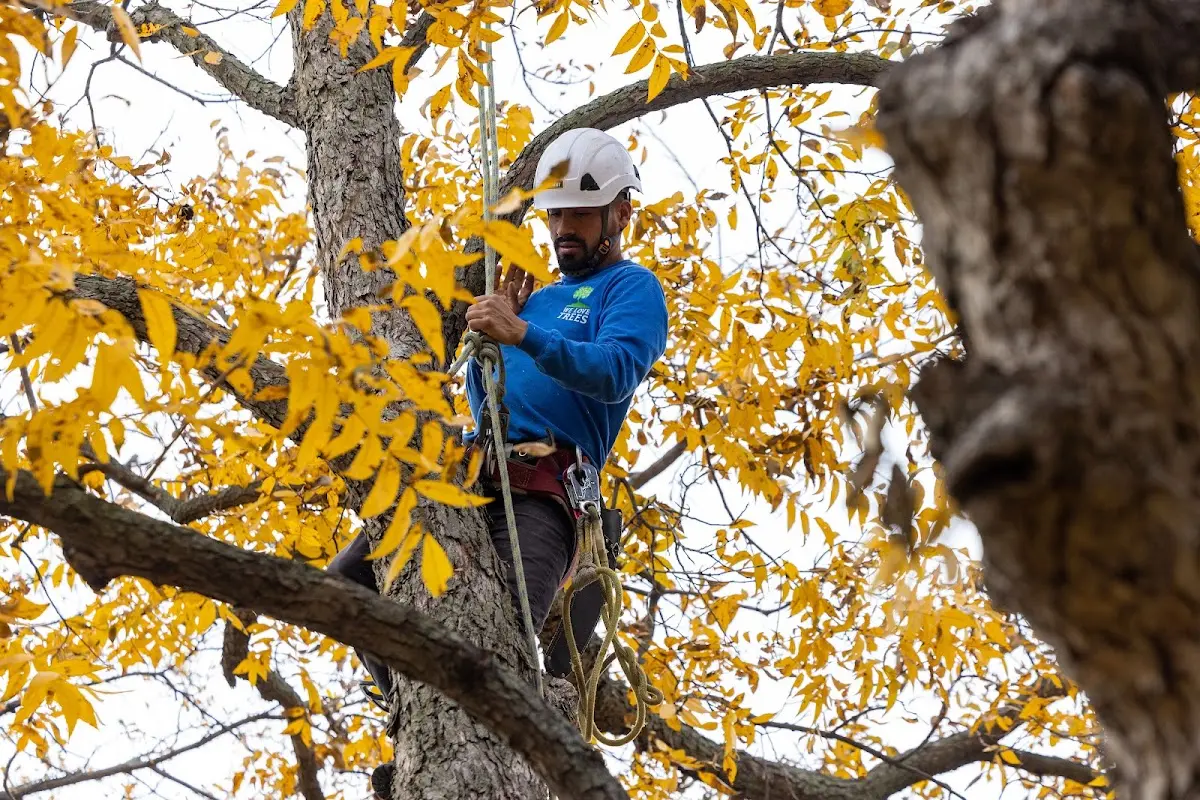 Skilled Dead Tree Removal crew working in New Underwood